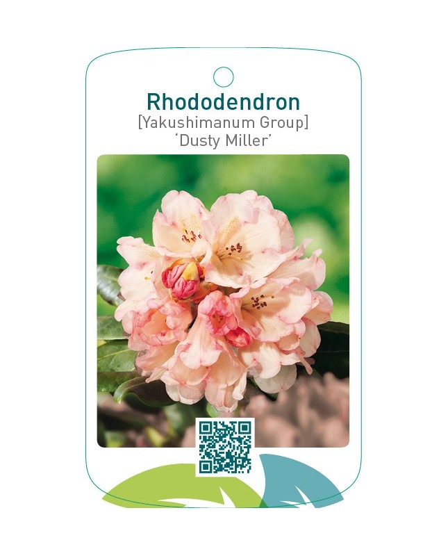 Rhododendron [Yakushimanum Group] ‘Dusty Miller’