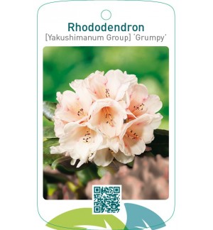 Rhododendron [Yakushimanum Group] ‘Grumpy’
