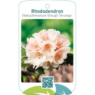 Rhododendron [Yakushimanum Group] ‘Grumpy’