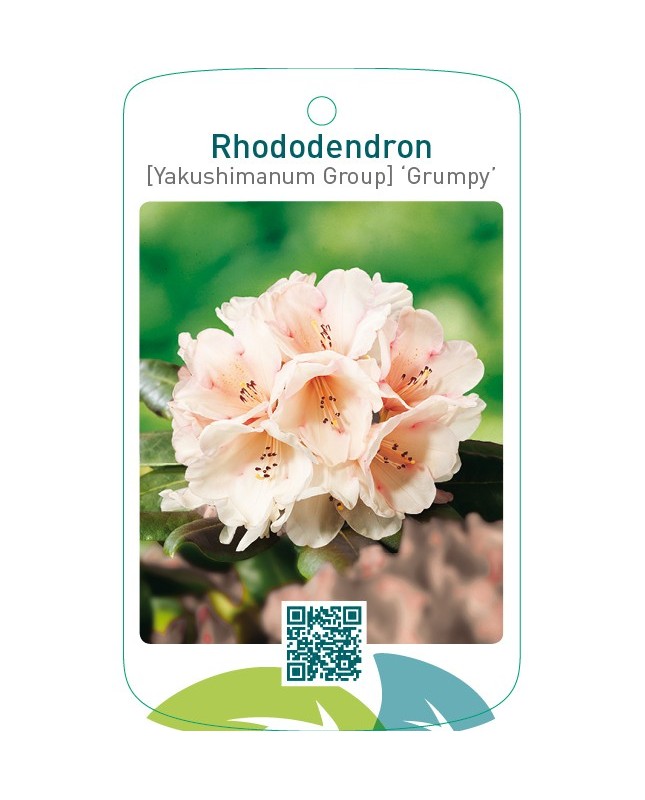 Rhododendron [Yakushimanum Group] ‘Grumpy’