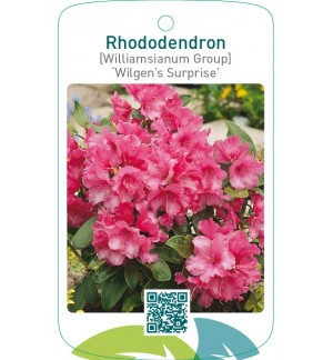 Rhododendron [Williamsianum Group] ‘Wilgen’s Surprise’