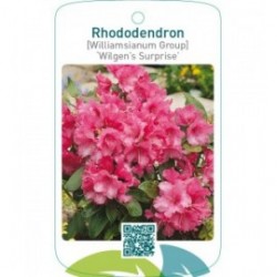 Rhododendron [Williamsianum Group] ‘Wilgen’s Surprise’