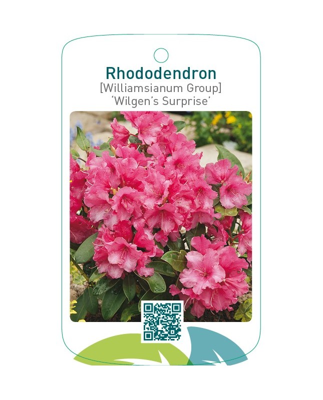 Rhododendron [Williamsianum Group] ‘Wilgen’s Surprise’