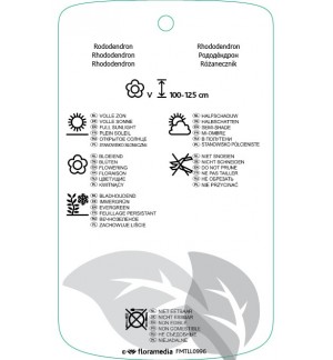 Etichette di Rhododindron [Williamsianum Group] ‘Wilgen’s Surprise’ *