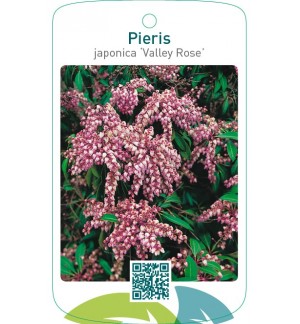 Pieris japonica ‘Valley Rose’