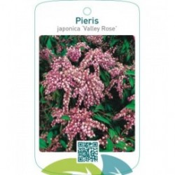 Pieris japonica ‘Valley Rose’