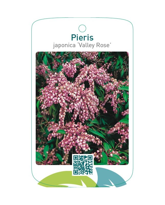 Pieris japonica ‘Valley Rose’