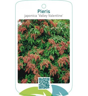 Pieris japonica ‘Valley Valentine’