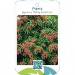 Pieris japonica ‘Valley Valentine’