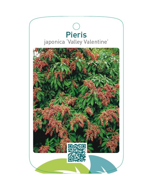 Pieris japonica ‘Valley Valentine’