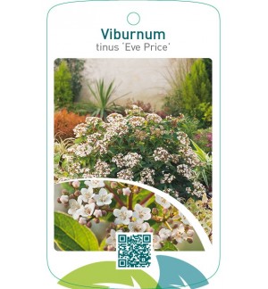 Viburnum tinus ‘Eve Price’
