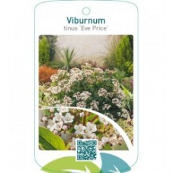 Viburnum tinus ‘Eve Price’