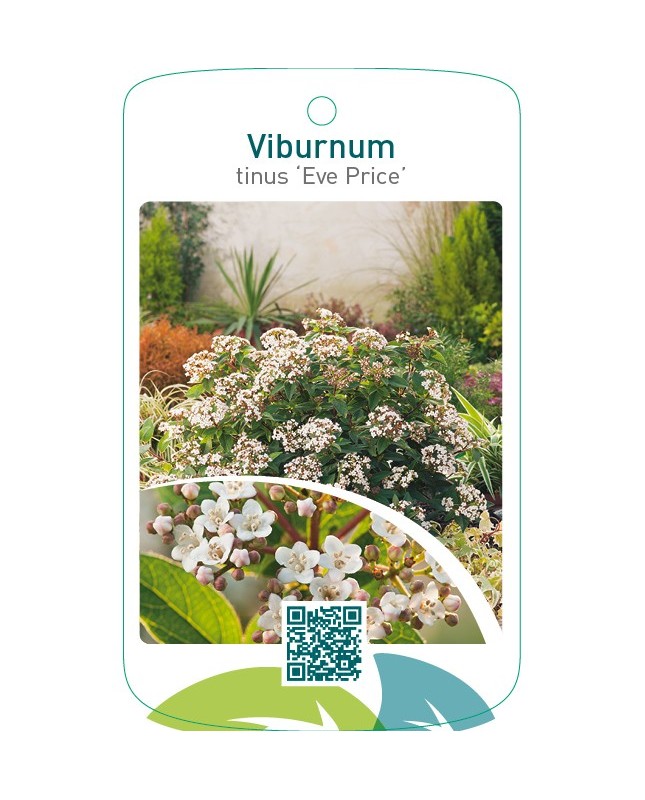 Viburnum tinus ‘Eve Price’