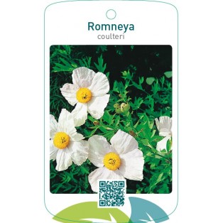 Romneya coulteri