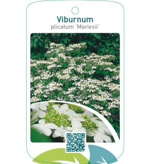 Viburnum plicatum ‘Mariesii’