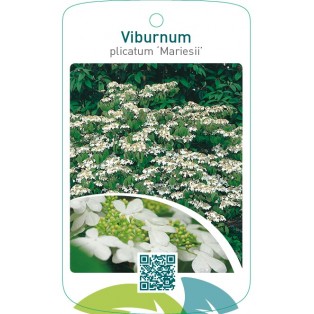 Viburnum plicatum ‘Mariesii’