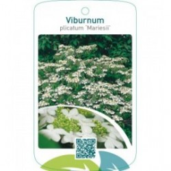 Viburnum plicatum ‘Mariesii’