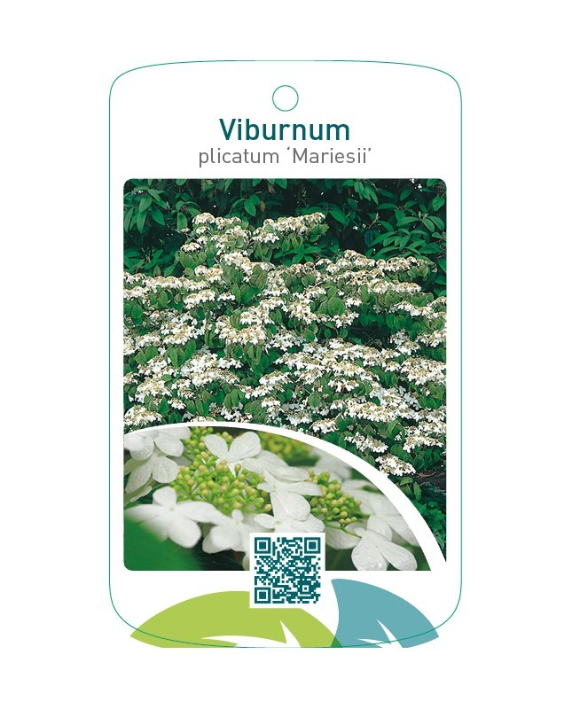 Viburnum plicatum ‘Mariesii’