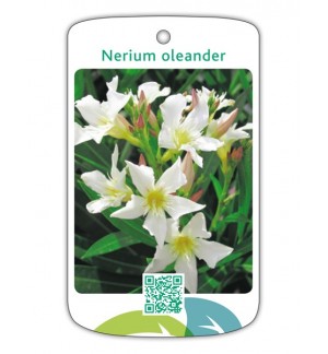 Adelfa (blanco simple)