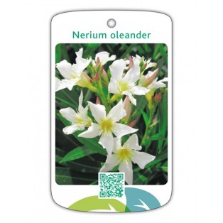 Adelfa (blanco simple)