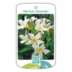 Adelfa (blanco simple)