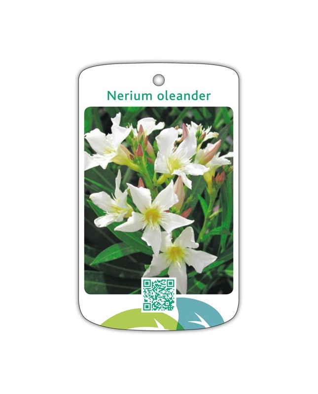 Adelfa (blanco simple)