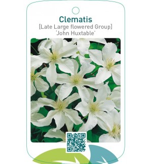 Clematis [Late Large flowered Group] ‘John Huxtable’