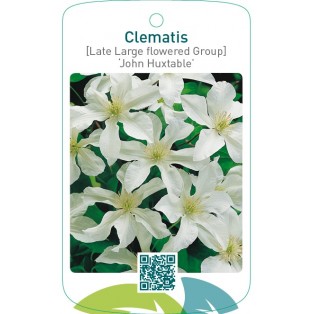 Clematis [Late Large flowered Group] ‘John Huxtable’