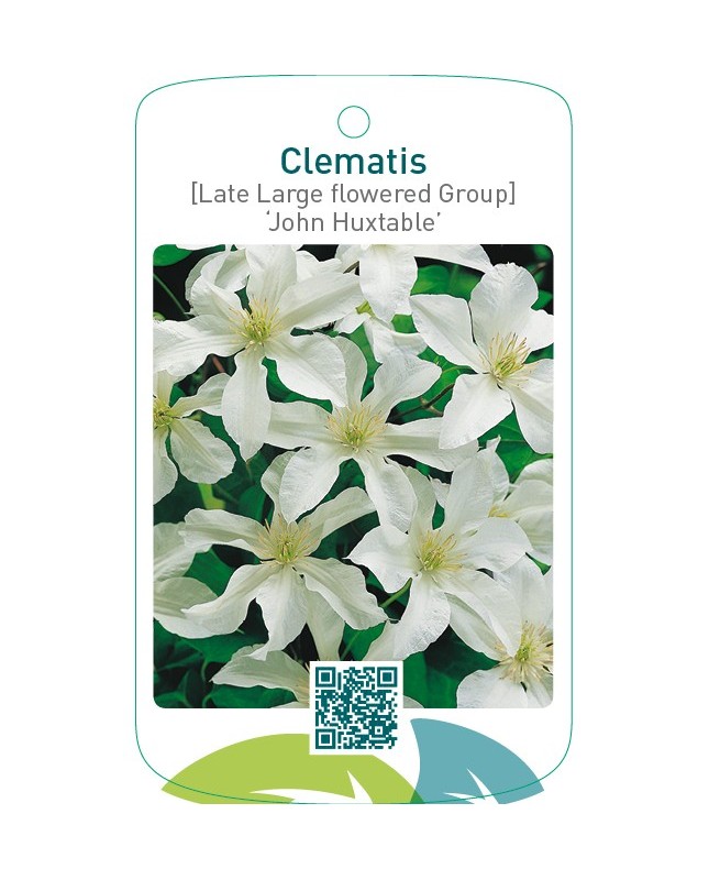 Clematis [Late Large flowered Group] ‘John Huxtable’