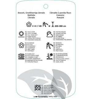 Etichette di Clematis [Late Large flowered Group] ‘John Huxtable’ *