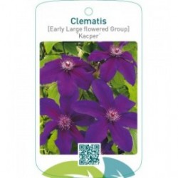 Clematis [Early Large flowered Group] ‘Kacper’