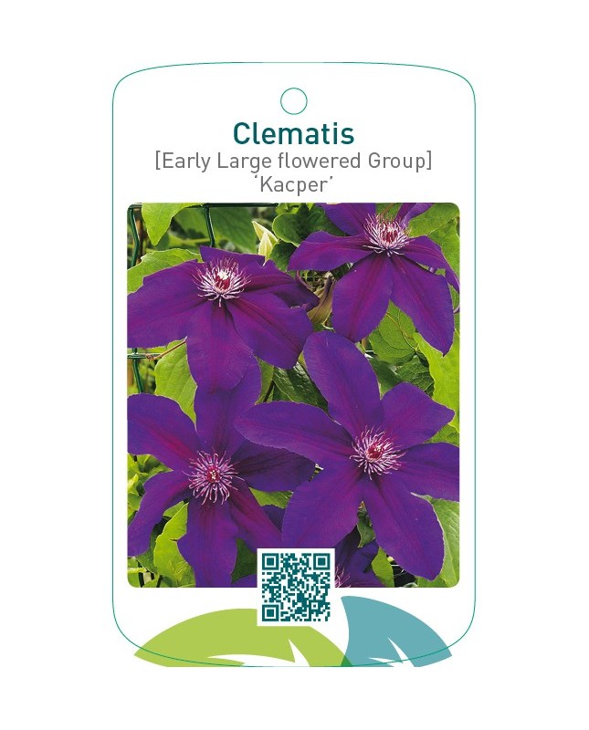 Clematis [Early Large flowered Group] ‘Kacper’