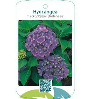 Hydrangea macrophylla ‘Bodensee’