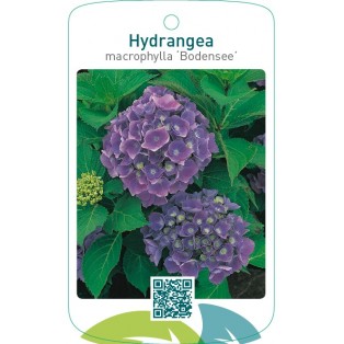 Hydrangea macrophylla ‘Bodensee’