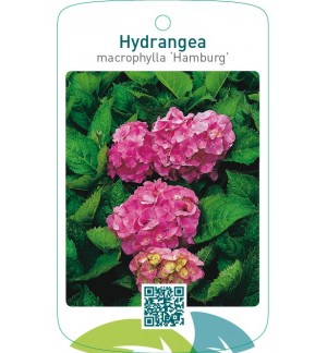 Hydrangea macrophylla ‘Hamburg’