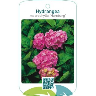 Hydrangea macrophylla ‘Hamburg’