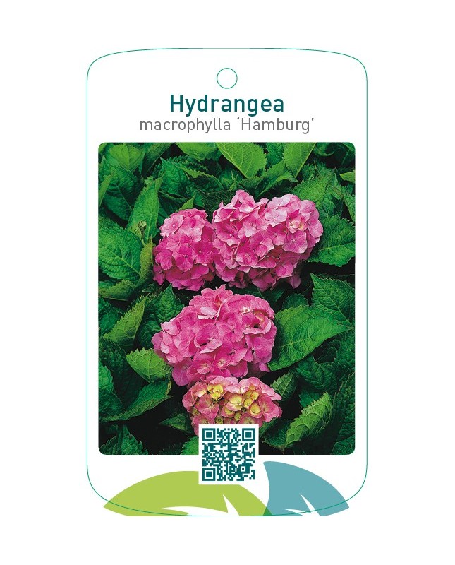 Hydrangea macrophylla ‘Hamburg’