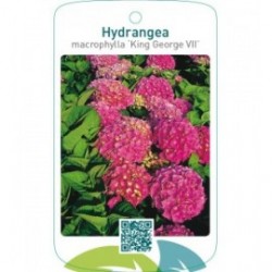 Hydrangea macrophylla ‘King George VII’