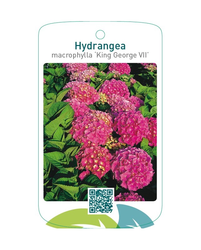 Hydrangea macrophylla ‘King George VII’
