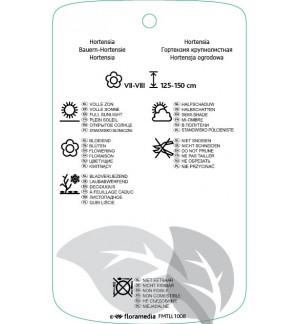 Etichette di Hydrangea macrophylla ‘King George VII’ *