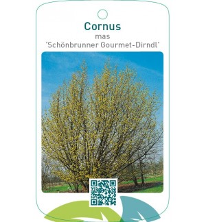 Cornus mas ‘Schönbrunner Gourmet-Dirndl’