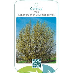 Cornus mas ‘Schönbrunner Gourmet-Dirndl’