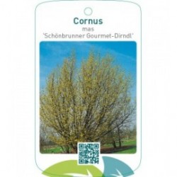 Cornus mas ‘Schönbrunner Gourmet-Dirndl’