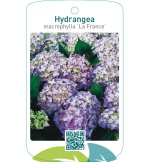 Hydrangea macrophylla ‘La France’