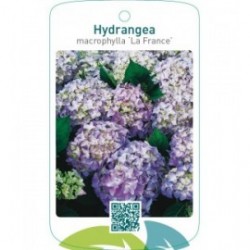 Hydrangea macrophylla ‘La France’