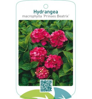 Hydrangea macrophylla ‘Prinses Beatrix’