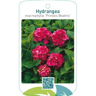 Hydrangea macrophylla ‘Prinses Beatrix’