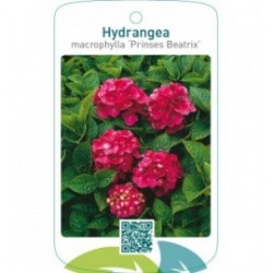 Hydrangea macrophylla ‘Prinses Beatrix’