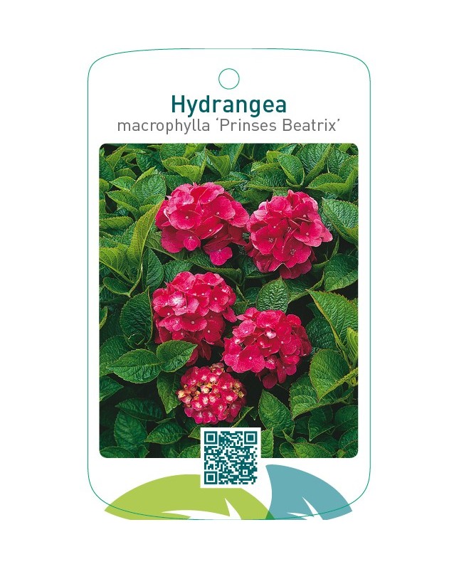 Hydrangea macrophylla ‘Prinses Beatrix’