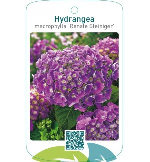 Hydrangea macrophylla ‘Renate Steiniger’
